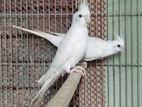 Albino Running Pair