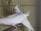 Albino running pair n love bird baby cunor lutino cokatial