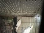albino runnung cockatiel for sell