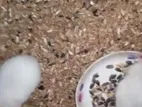Albino Syrian hamster