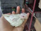 Albino Tame Size Handfeeding Baby