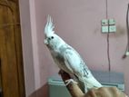 ALBINO WF PEARL COCKATIEL, FEMALE, HALF TAME