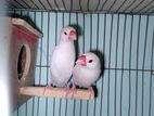 Albino/White java brid