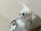 Albino-whiteface Cockatiel with Cage
