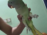 Alekzander parrot