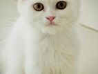 Alex Male Persian Cat For Sale