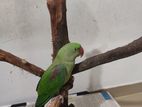 Alexander Parrot (adult Female)