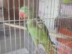 Alexander Parrot (adult Female)
