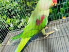 Alexander parrot