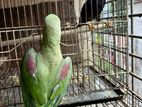 Alexander Parrot