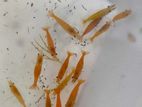 All Colour Mix Shrimp Available Delivery Possible