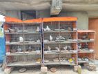 All pigeon are sale with case