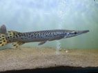 Alligator Gar fish