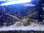Alligator Gar
