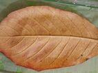 Almond leaf