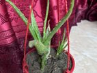 Aloe Vera Gach