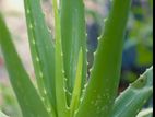 aloe vera plant