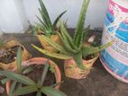 Aloevera tree For Sell