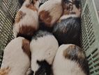 অল্প দামে বিক্রয় করা হবে