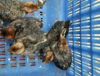 অল্প দামে মিশরী ফাওমি মুরগির