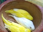 Alvino & Lutino Bird
