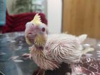 Alvino Ar Lutino Cockatiel Baby