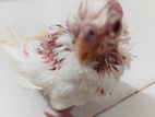 Alvino Cockatail Baby