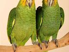 Amazon Parrot Adult Bonding Pair