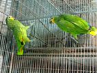 Amazon parrot Bonding pair