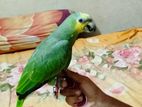 Amazon Parrot Sell