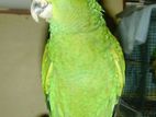 Yellow-headed Amazon Parrot