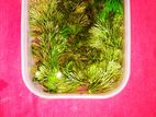 Ambulia & Guppy Grass Aquatic Plant's Available!