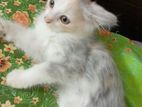 Persian cat