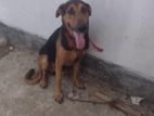American Doberman