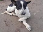 American Dog sell