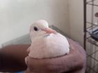 American dove (ঘুঘু)