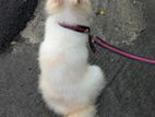 American Eskimo Dog