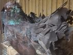 American Fantail New Adult Pair