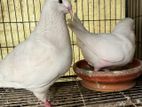 American Giant Homa Pigeon Running Pair For Sell