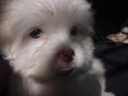 American Lasa Apso
