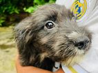 American Lhasa Apso Black