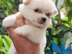 American Lhasa Apso