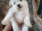 American Lhasa Apso Puppies