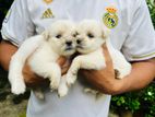 American Lhasa Apso Puppies