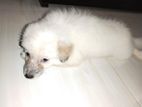 American Lhasa