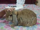 American mini lop rabbit sell hoba