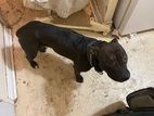American Pitbull Terrier Puppies Purebred Game ( Only in Town)