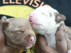 AMERICAN PITBULL TERRIER PUPPIES PUREBRED GAME ( ONLY IN TOWN )