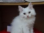 American Shorthair - Persian Mix Cat