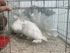 Amrican Fantail Lakka